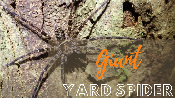 Giant Yard Spider